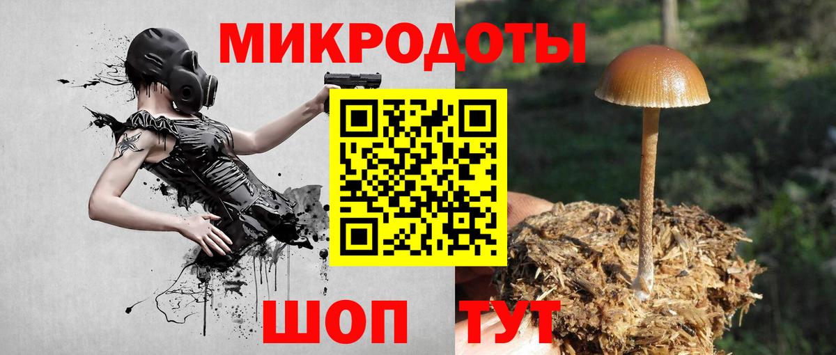 Псилоцибиновые грибы Psilocybine cubensis Асино